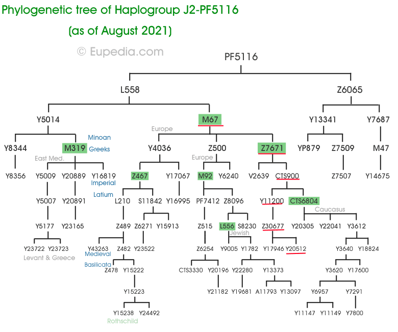 Шахмурзов 4 J2 PF5116 tree 1