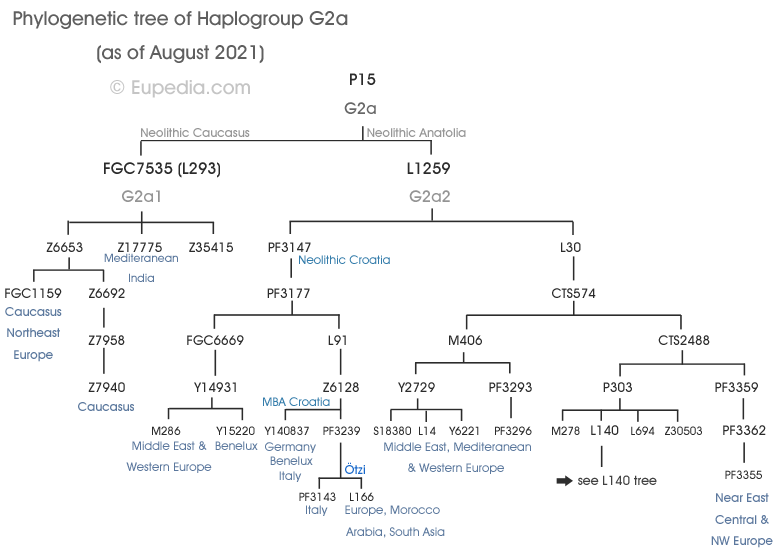 филогенетическое древо G2a
